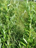 Salix × undulata. Молодые растения. Астраханская обл., Красноярский р-н, с. Шмагино, берег р. Шмагина. 13.08.2011.
