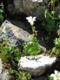 Saxifraga sibirica