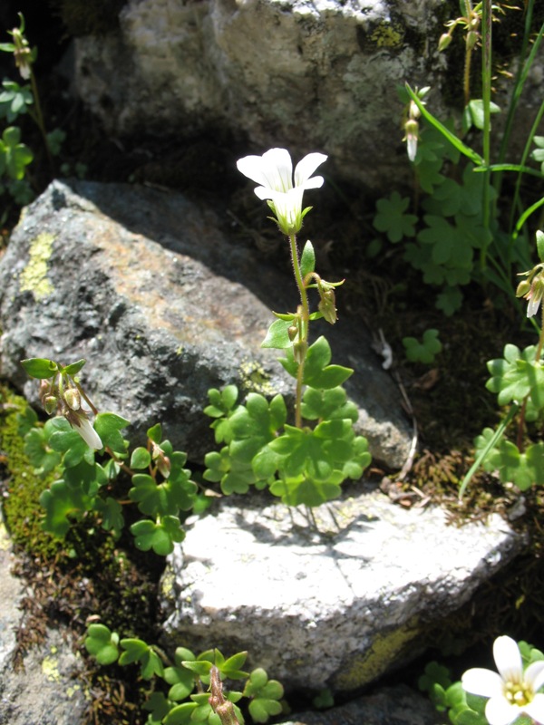 Изображение особи Saxifraga sibirica.