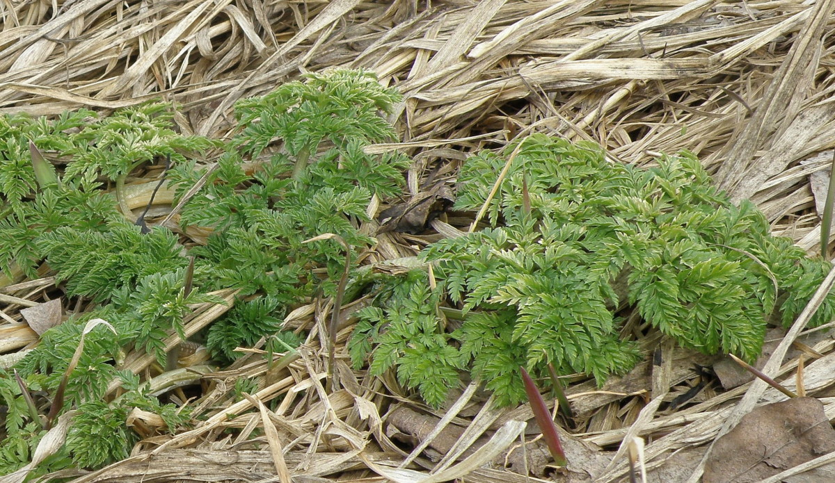 Изображение особи Conium maculatum.