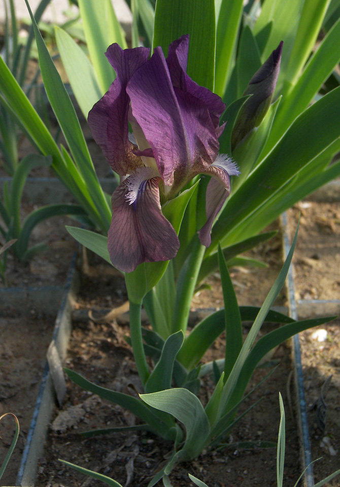 Image of Iris taochia specimen.