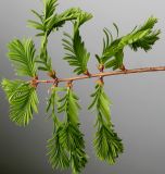 Metasequoia glyptostroboides. Веточка. Германия, г. Viersen, в парке. 03.05.2012.