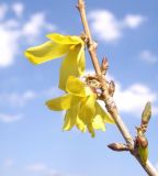 genus Forsythia