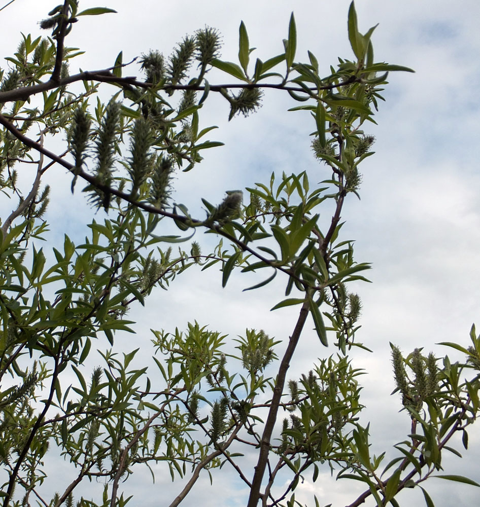 Image of Salix phylicifolia specimen.