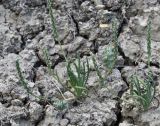 Plantago coronopus