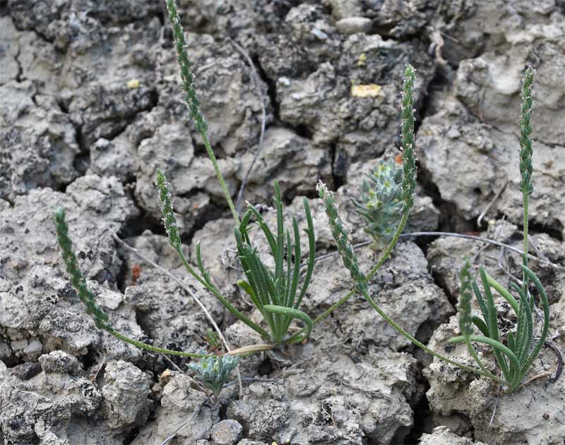 Image of Plantago coronopus specimen.