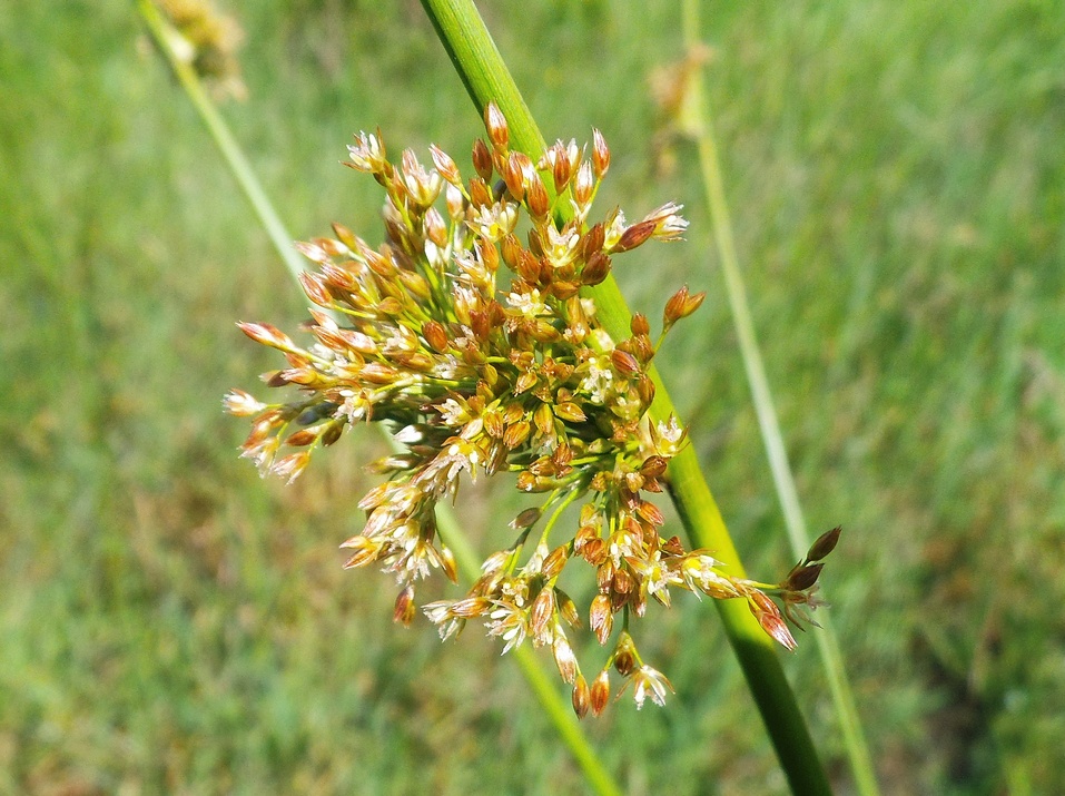 Изображение особи Juncus effusus.