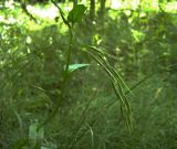 Brachypodium sylvaticum. Верхушки плодоносящих растений. Курская обл., г. Железногорск, лес у ж.д. вокзала. 30 июля 2007 г.