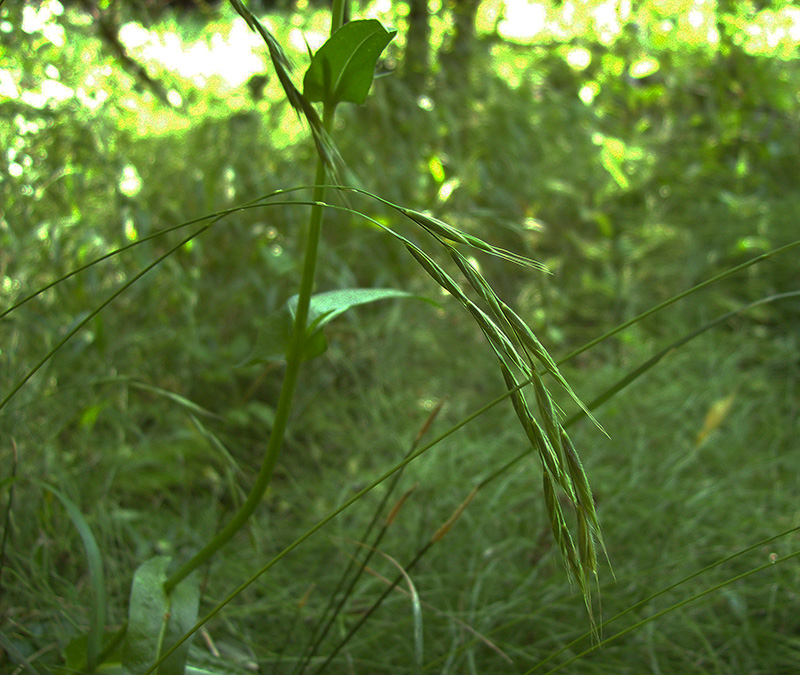 Image of Brachypodium sylvaticum specimen.