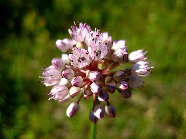 Image of Allium strictum specimen.