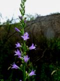 род Campanula