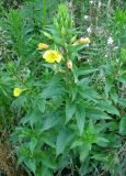 Oenothera rubricaulis. Цветущее растение. Беларусь, г. Брест, мемориальный комплекс «Брестская крепость-герой». 30.06.2012.