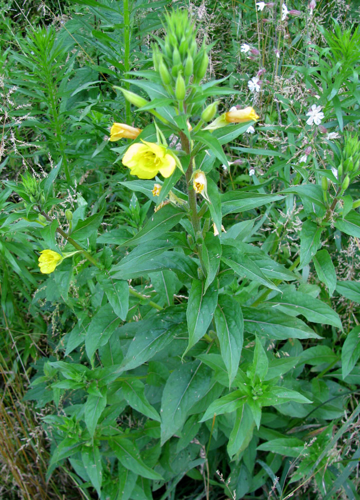 Image of Oenothera rubricaulis specimen.