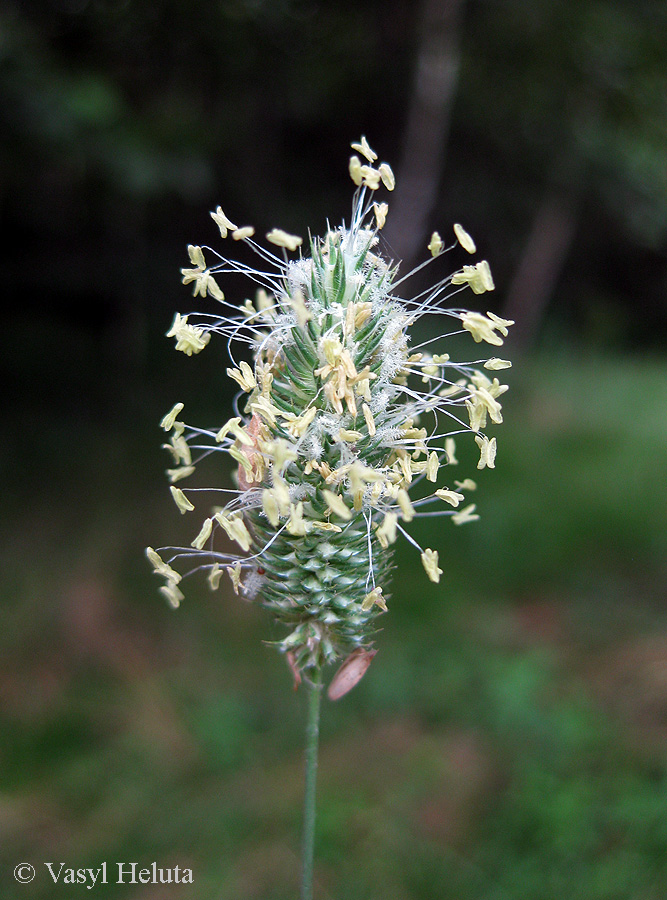 Image of Phleum pratense specimen.