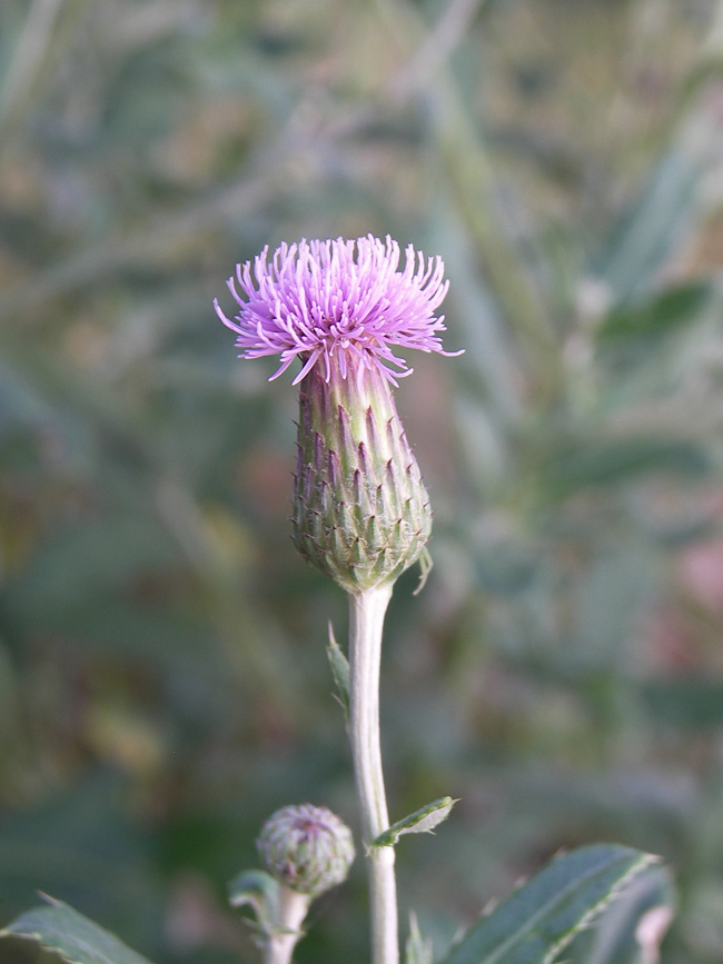 Изображение особи Cirsium incanum.