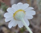 Anthemis tomentosa