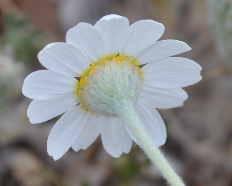 Image of Anthemis tomentosa specimen.