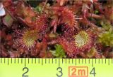 Drosera rotundifolia. Листья. Тверская обл., Жарковский р-н, болото Пелецкий Мох. 29.08.2012.