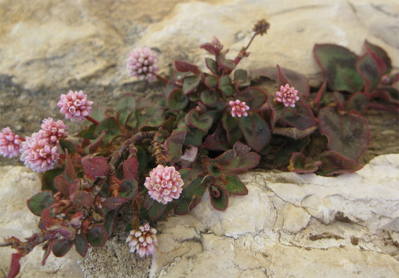 Image of Persicaria capitata specimen.