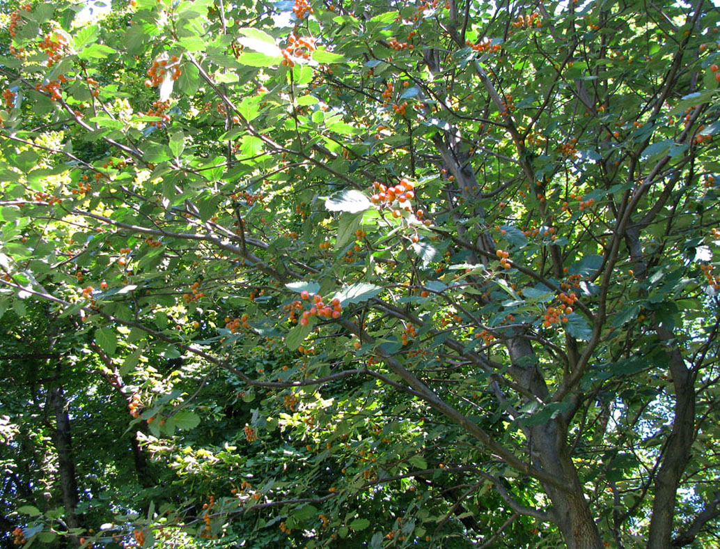 Image of Sorbus intermedia specimen.