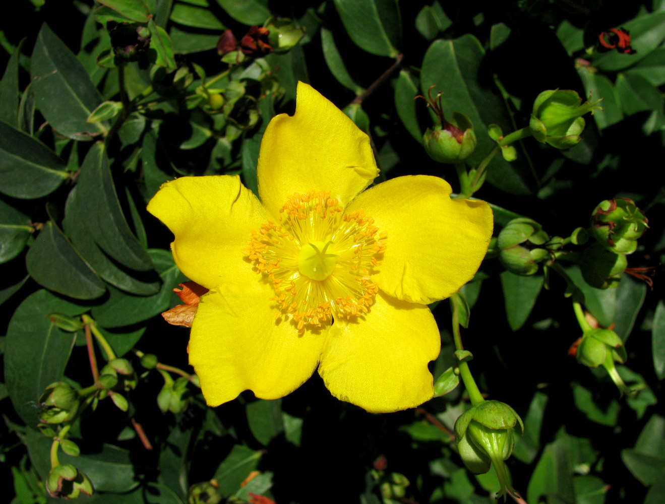 Image of genus Hypericum specimen.