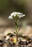 Iberis simplex. Цветущее растение. Южный Берег Крыма, мыс Айя. 04.05.2012.