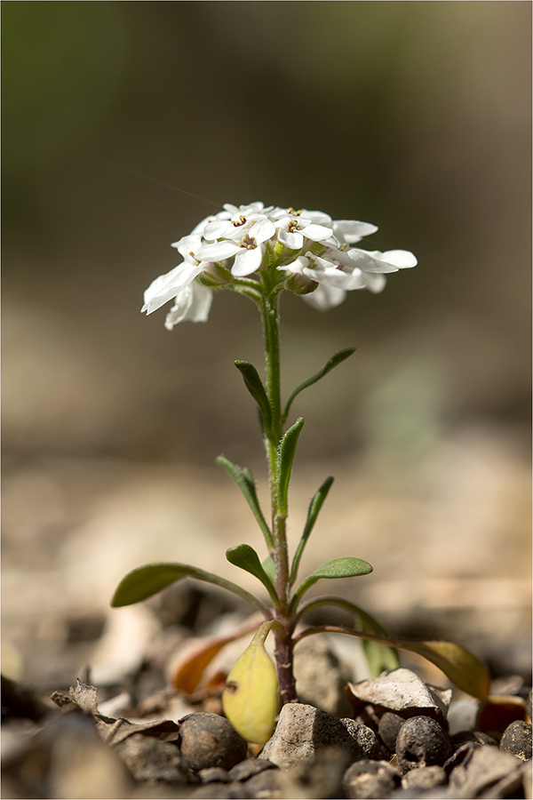 Изображение особи Iberis simplex.