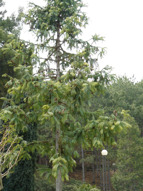 Изображение особи Cunninghamia lanceolata.