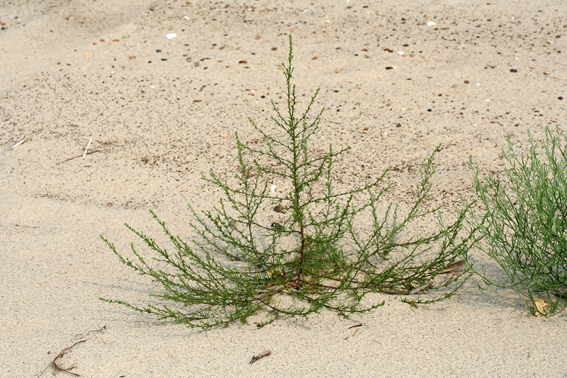 Изображение особи Salsola collina.