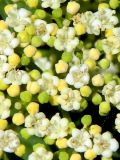 Viburnum opulus. Фертильные цветки и бутоны. Подмосковье, г. Одинцово, придомовые посадки. Май 2010 г.