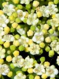 Viburnum opulus