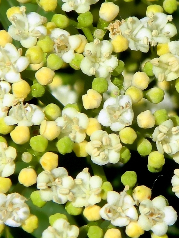 Изображение особи Viburnum opulus.