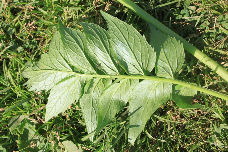 Изображение особи Valeriana officinalis.