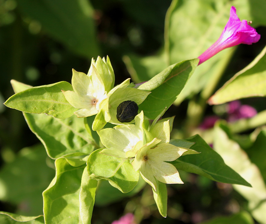 Изображение особи Mirabilis jalapa.