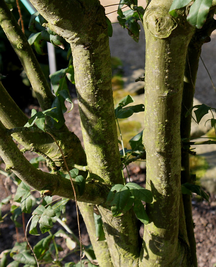 Image of Laburnum anagyroides specimen.