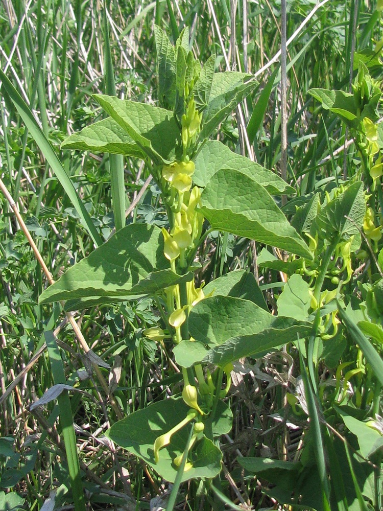 Изображение особи Aristolochia clematitis.