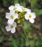 Arabidopsis arenosa