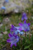 Campanula biebersteiniana