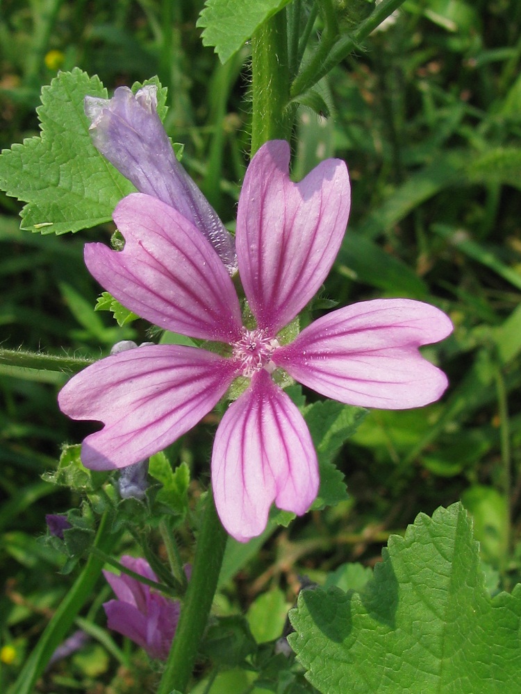 Изображение особи Malva sylvestris.