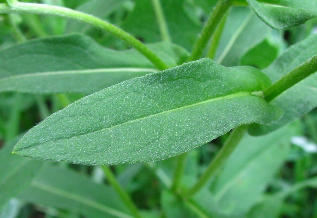Изображение особи Inula britannica.