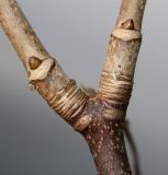 Acer pseudoplatanus. Побеги с покоящимися вегетативными почками. Германия, г. Кемпен, в лесопосадке. 22.02.2013.