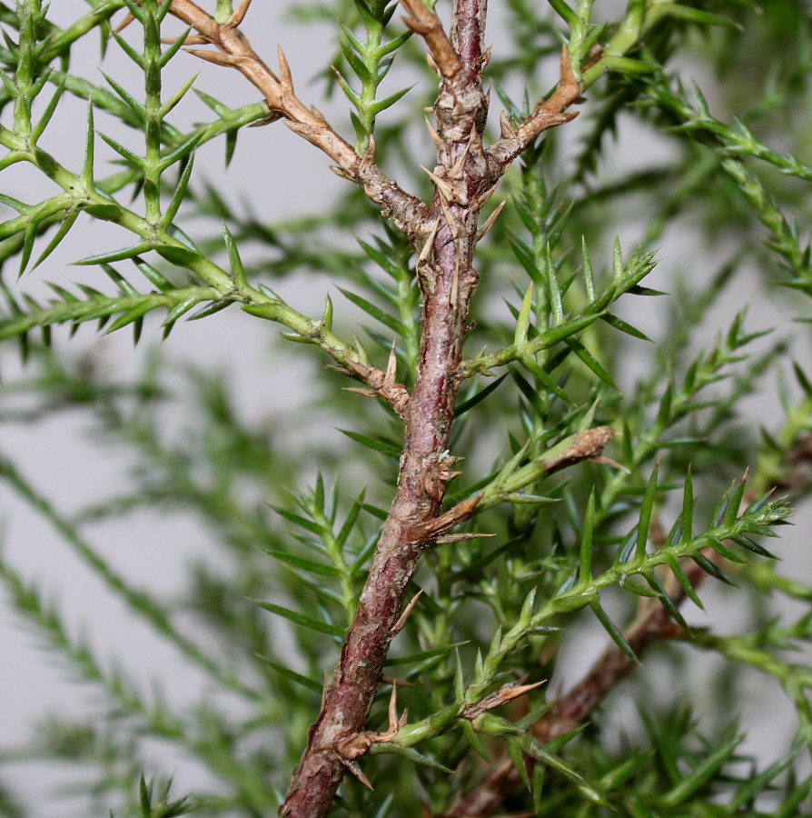 Изображение особи Juniperus &times; pfitzeriana.