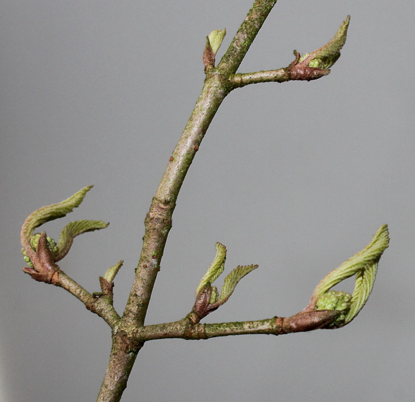 Image of Viburnum plicatum specimen.