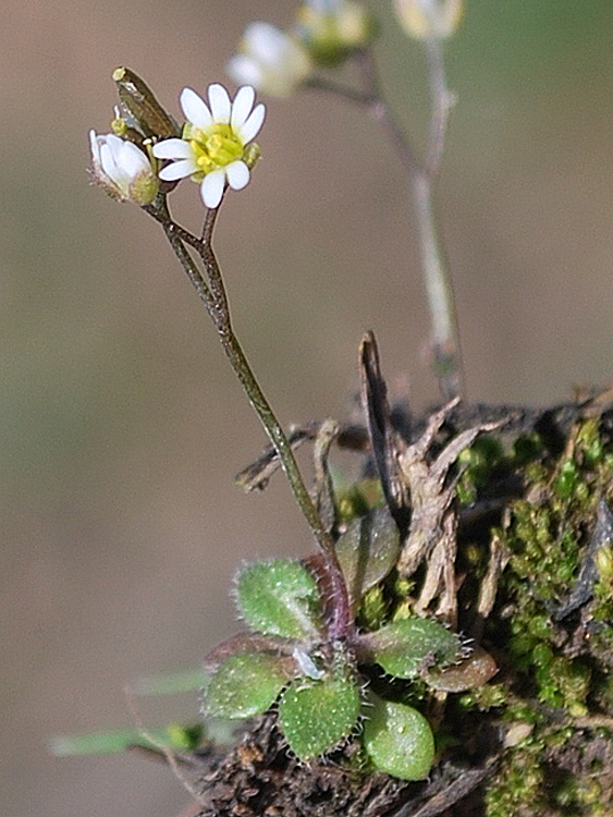 Изображение особи Erophila verna.