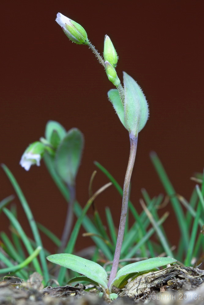 Image of Holosteum umbellatum specimen.