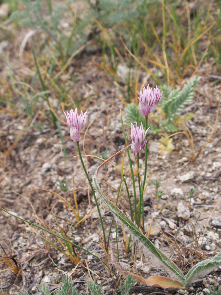 Изображение особи Allium anisotepalum.