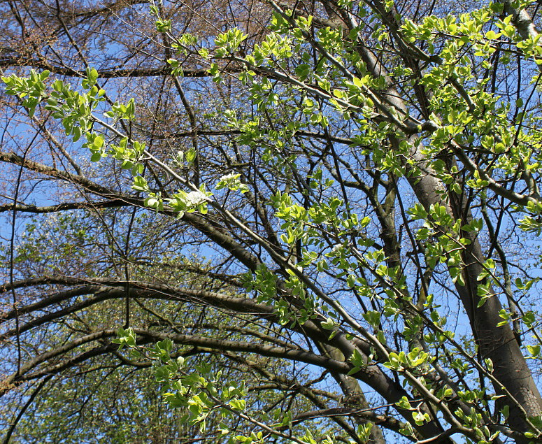 Image of Pyrus pyraster specimen.