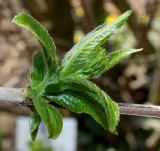 Weigela middendorffiana