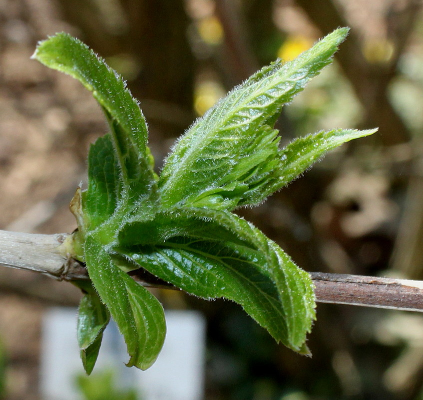 Image of Weigela middendorffiana specimen.