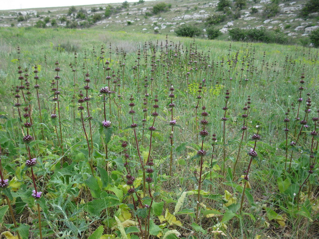 Изображение особи Phlomoides tuberosa.